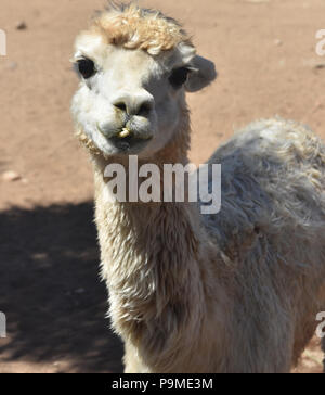 Adorable alpaga domestiqués de près. Banque D'Images