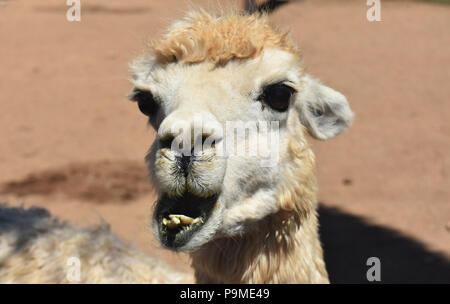 Adorable alpaca avec sa bouche grande ouverte. Banque D'Images