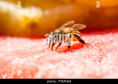 À partir d'un melon d'eau potable de l'abeille Banque D'Images