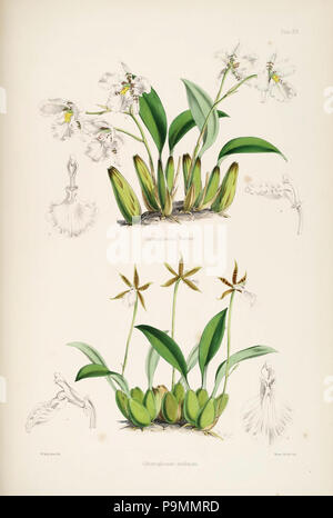 Une monographie de l'Odontoglossum par James Bateman (Planche XIII) Banque D'Images