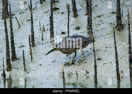 Peu connu comme Heron Sobuj Bok à Sundarbans, Bangladesh Banque D'Images