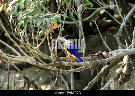 Black-capped Kingfisher, Halcyon pileata, Sundarbans, le Bangladesh. Banque D'Images