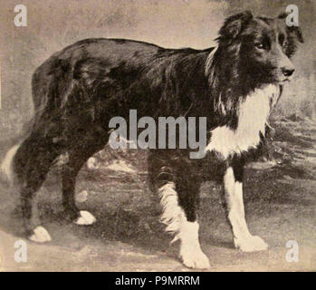 . Anglais : vieux chanvre border collie . Avant 1902 168 AuldHemp Banque D'Images