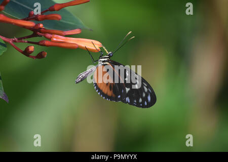 Capture d'un superbe papillon zuleika assis sur une fleur orangée. Banque D'Images