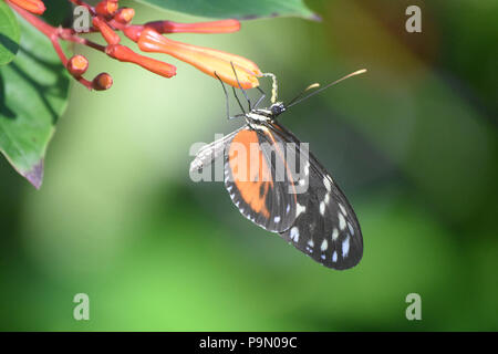 Zuleika butterfly sitting sur une feuille dans un jardin. Banque D'Images