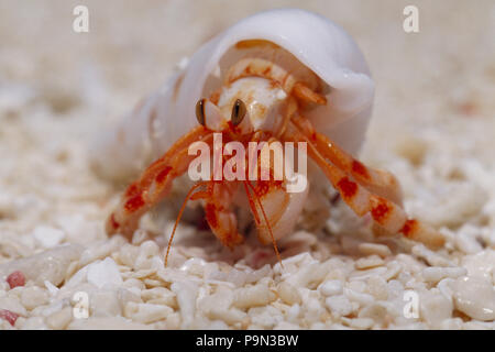 Une fraise land Hermit Crab émergeant de sa coquille sur une plage de sable. Banque D'Images