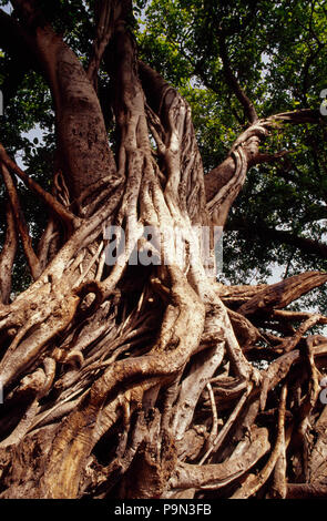 Strangler fig racines d'enrober d'un arbre banian dans une forêt. Banque D'Images