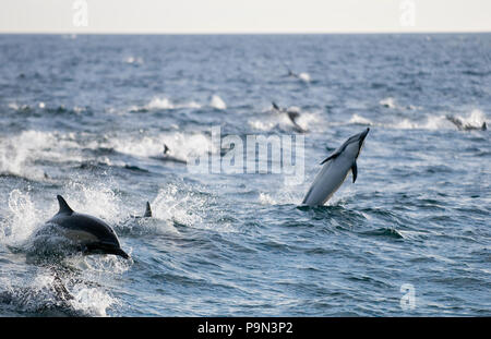 Dauphin commun (Delphinus delphis) pod la natation. Banque D'Images