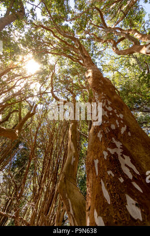 Arbres Arrayanes (Myrtle) avec orange au tronc Arrayanes National Park - Villa La Angostura, Patagonie, Argentine Banque D'Images