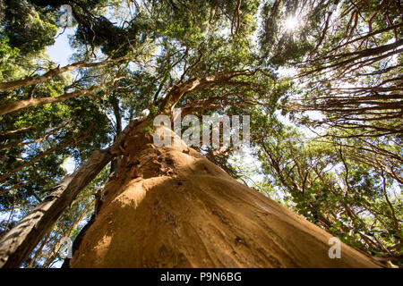 Arbres Arrayanes (Myrtle) avec orange au tronc Arrayanes National Park - Villa La Angostura, Patagonie, Argentine Banque D'Images