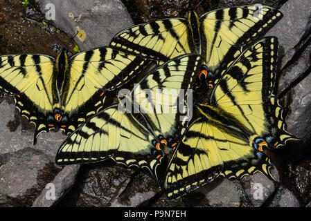 E. Tiger papillons Machaons (Papilio glaucus) eau potable, Minnesota, USA, par Bruce Montagne/Dembinsky Assoc Photo Banque D'Images