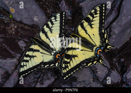 E. Tiger papillons Machaons (Papilio glaucus) eau potable, Minnesota, USA, par Bruce Montagne/Dembinsky Assoc Photo Banque D'Images