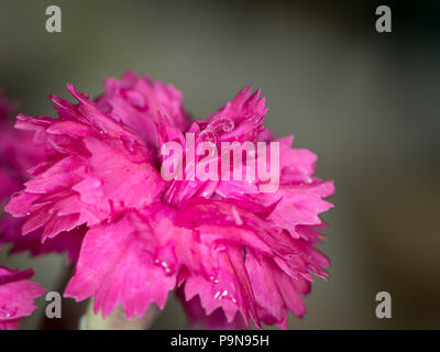 Gros plan de l'épanouissement d'un œillet (Dianthus caryophyllus) avec de l'eau gouttes Banque D'Images