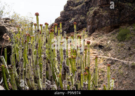 Une île des Canaries l'euphorbe ésule (Euphorbia canariensis ou cardón cactus succulentes) comme à Tenerife sur le sentier de randonnée de montagne de Barranco del Infierno. Banque D'Images