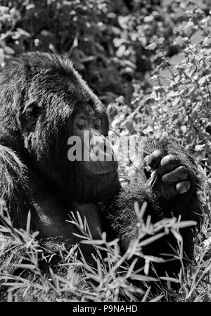 GORUNDHA, du pavillon SABYINYO GROUP, est le plus grand mâle alpha RETOUR D'ARGENT DANS LE PARC NATIONAL DES VOLCANS - RWANDA Banque D'Images