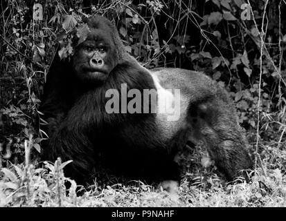 GORUNDHA, du pavillon SABYINYO GROUP, est le plus grand mâle alpha RETOUR D'ARGENT DANS LE PARC NATIONAL DES VOLCANS - RWANDA Banque D'Images