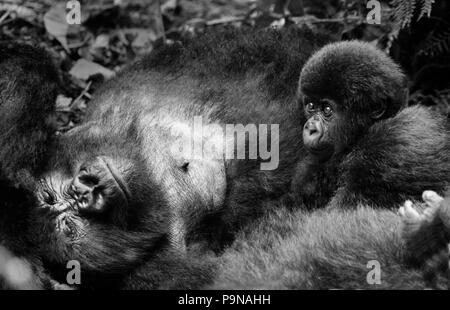 La mère et le bébé gorille de montagne (Gorilla beringei beringei) du groupe KWITONDA DANS LE PARC NATIONAL DES VOLCANS - Rwanda, Afrique Banque D'Images