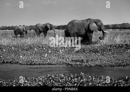 Les éléphants africains (Loxodanta africana) de nourriture dans les eaux peu profondes de la rivière Zambezi - Zimbabwe Banque D'Images