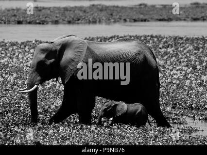 Les éléphants sont les mères fantastique et souvent les filles mères en troupeau pour la vie - MATUSADONA NATIONAL PARK, Zimbabwe Banque D'Images