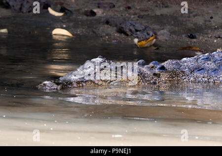 Crocodile dans le Daintree, Cairns Banque D'Images