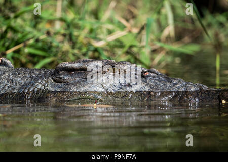 Un Saltwater Crocodile nageant à la surface d'une rivière. Banque D'Images