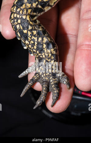 Le petit pied griffes et d'un jeune Saltwater Crocodile. Banque D'Images