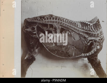 88 Une série de photographies illustrant l'anatomie du cheval et du chien par la méthode de préparations congelées et les articles préparés par S Sisson de Toronto (HS85-10-9846-11) Banque D'Images