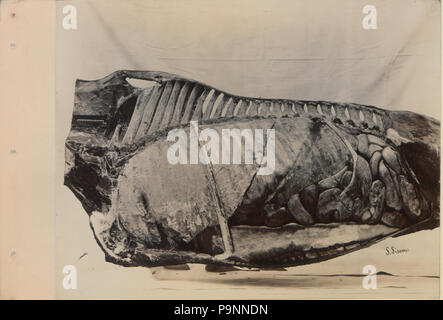 88 Une série de photographies illustrant l'anatomie du cheval et du chien par la méthode de préparations congelées et les articles préparés par S Sisson de Toronto (HS85-10-9846-2) Banque D'Images