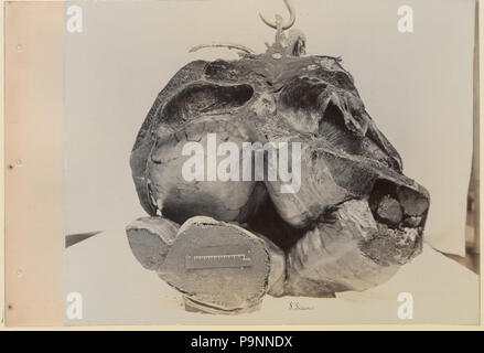 88 Une série de photographies illustrant l'anatomie du cheval et du chien par la méthode de préparations congelées et les articles préparés par S Sisson de Toronto (HS85-10-9846-6) Banque D'Images