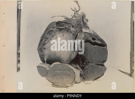 88 Une série de photographies illustrant l'anatomie du cheval et du chien par la méthode de préparations congelées et les articles préparés par S Sisson de Toronto (HS85-10-9846-7) Banque D'Images