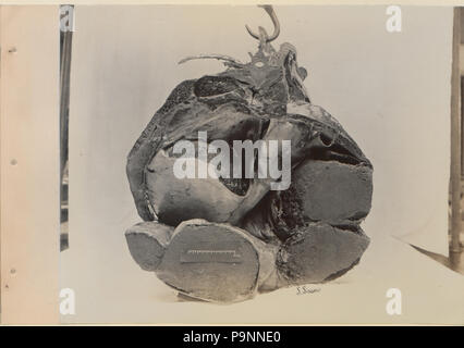 88 Une série de photographies illustrant l'anatomie du cheval et du chien par la méthode de préparations congelées et les articles préparés par S Sisson de Toronto (HS85-10-9846-8) Banque D'Images