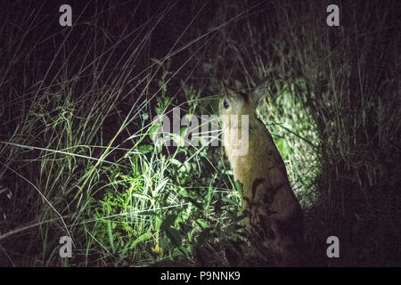 Un train d'Afrique est repéré à la nuit entre le pinceau dans le parc national de Hwange. Hwange, Zimbabwe Banque D'Images