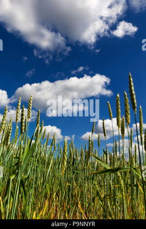 Les tiges de blé vert élevé sous le soleil de l'été, ciel nuageux mais close-up photo Banque D'Images