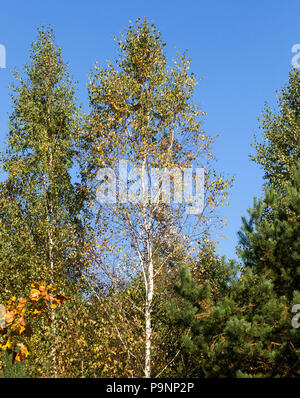 Le jaunissement et la chute des feuilles de bouleau sur le terrain dans la forêt d'automne, close-up photo Banque D'Images