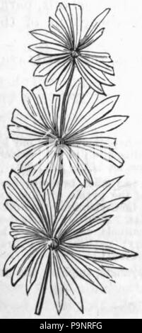 . Anglais : illustration d'une usine de fossiles trouvés dans le charbon : Annularia longifolia. publié 1879 AmCyc 121 centrales au charbon - Annularia longifolia Banque D'Images