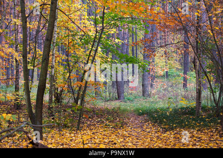 Automne dans la forêt. Les arbres feuillus à feuilles multicolores et les feuilles tombées sur le sol au bord d'une forêt de pins Banque D'Images