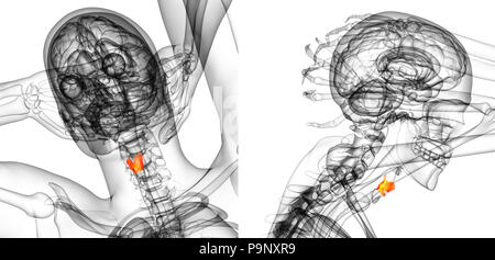 Le rendu 3d illustration de la thyroïde Banque D'Images