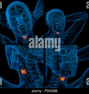 Le rendu 3d illustration de la thyroïde Banque D'Images