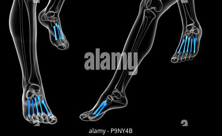 Le rendu 3d illustration du métatarsien Banque D'Images