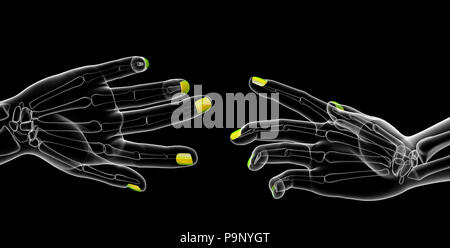 Le rendu 3d illustration de l'anatomie de l'ongle Banque D'Images