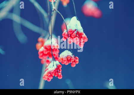 Grappe de Viburnum couvert de la première neige Banque D'Images