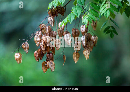 Koelreuteria paniculata 'Apiculata', arbre d'or, fruits allés aux gousses de graines suspendues Banque D'Images