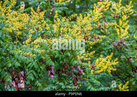 Koelreuteria paniculata 'apiculata', arbre de pluie d'or, fleurs jaunes et graines de fruits Banque D'Images