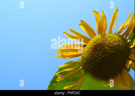 Tournesol grand avec petite abeille sur le ciel bleu. Helianthus annuus et Anthophila Banque D'Images