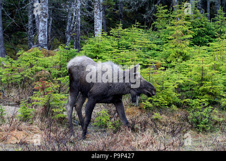 La faune, l'Orignal Alces alces. Carnet de Voyages, Terre-Neuve, Canada, 'La Roche'. Et paysages pittoresques, province canadienne, Banque D'Images