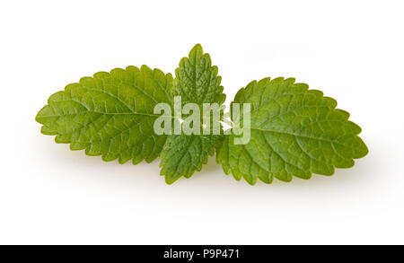 Feuilles de menthe fraîche, d'ombre sur la surface blanche. Banque D'Images