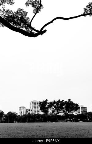 Image avec arbre en premier plan et bâtiments en arrière-plan Banque D'Images