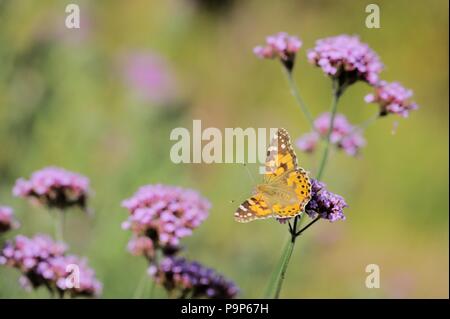 Cynthia cardui, peint Lady butterfly se nourrissant de Verbena bonariensis, Pays de Galles, Royaume-Uni. Banque D'Images