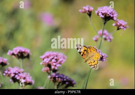 Cynthia cardui, peint Lady butterfly se nourrissant de Verbena bonariensis, Pays de Galles, Royaume-Uni. Banque D'Images