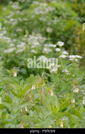 Symphytum grandiflorum, fleurs de consoude rampante avec Mhyrris odorata, Sweet Cicily, Pays de Galles, Royaume-Uni Banque D'Images